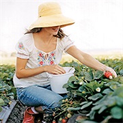 Pick Strawberries
