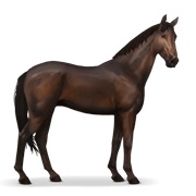 Selle Français - Dark Bay