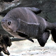 Black Pacu