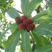 Chinese Bayberry (Myrica Rubra)