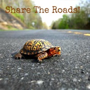 Saved a Turtle Crossing the Road