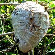 To Stir Up a Hornet's Nest