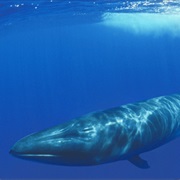 Bryde's Whale