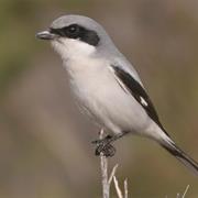 Loggerhead Shrike