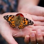 Hold a Butterfly