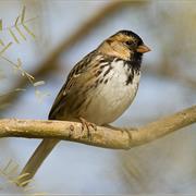 Harris's Sparrow