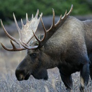 See a Moose