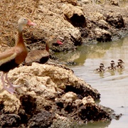 Ensley Bottoms Complex, Memphis, Tennessee