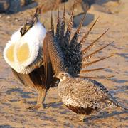 Greater Sage-Grouse