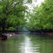 Sundarbans