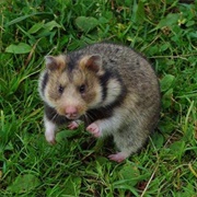 Kazakh Hamster