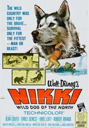 Nikki - Wild Dog of the North