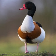 Shelduck