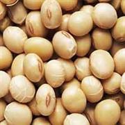 Soya  Beans