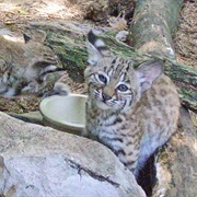 Bobcat