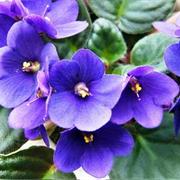 Violets