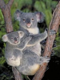 Koala Bears