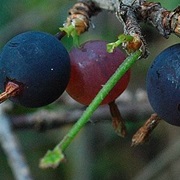 Canadian Gooseberry (Ribes Oxyacanthoides)