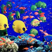 Snorkle/Dive the Great Barrier Reef (Natural Wonder)