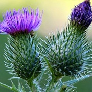 Thistle