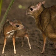 Java Mouse Deer