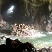 Sea Lion Caves