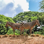 Honolulu Zoo