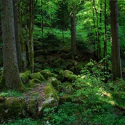 Black Forest, Germany