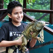 Green Iguana Conservation Project