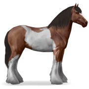 Drum Horse - Bay Tobiano