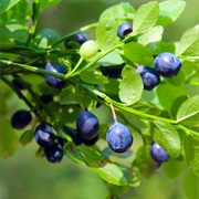 Bilberry