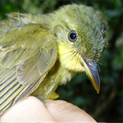 Liberian Greenbul