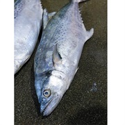 Korean Seerfish / Korean MacKerel