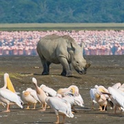 Lake Nakuru National Park, Kenya