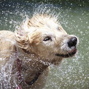Wet Dog