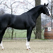 Finnish Warmblood