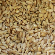 Einkorn Wheat