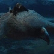 The Lord of the Eagles