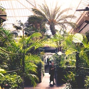 Barbican Conservatory