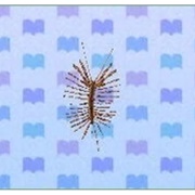 House Centipede