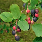 Low Shadbush (Amelanchier Humilis)