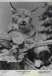 Lefty, the Dingaling Lynx