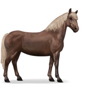 Haflinger - Flaxen Liver Chestnut