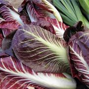 Purple Endive