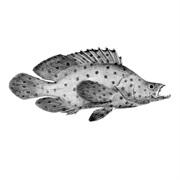 Humpback Grouper / Mouse Grouper