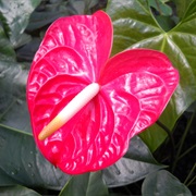 Anthurium