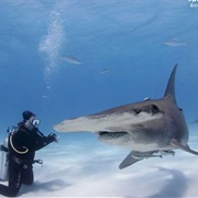 Diving With Hammerhead Sharks, Bimini Bahamas