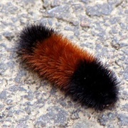 Wooly Bear Caterpillar