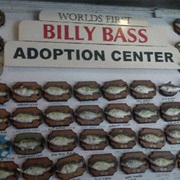 Billy Bass Adoption Center