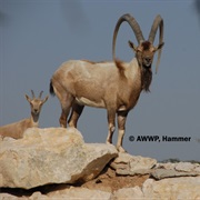 Turkmen Wild Goat
